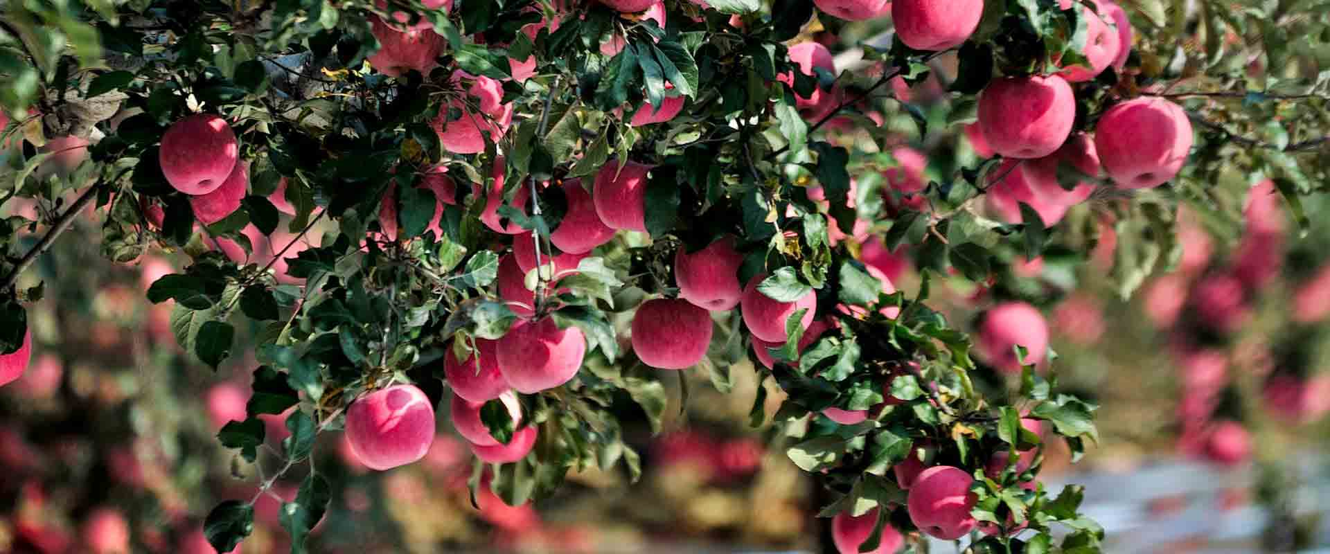 道路氣象環(huán)境監(jiān)測(cè)及預(yù)警信息發(fā)布系統(tǒng)解決方案